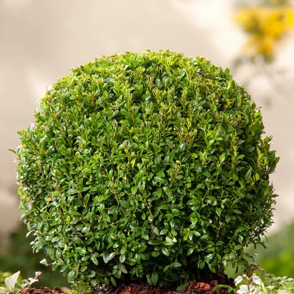 Buxus sempervirens 'Arborescens' Europabuksbom, kule Høyde 70 cm