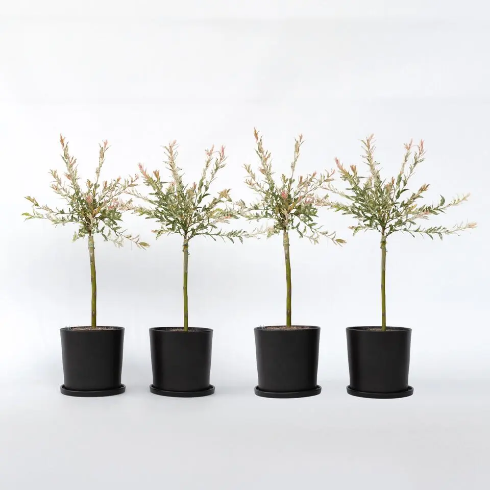 Bonte dwergwilg - Set van 4 - Salix integra 'Flamingo' - Hoogte 60-80cm - ⌀17cm
