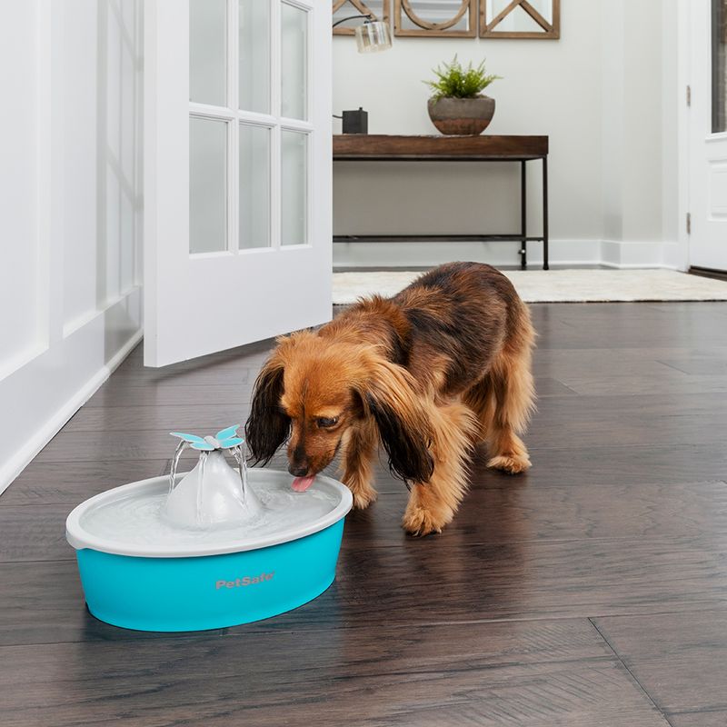 Fontaine à eau PetSafe Drinkwell Papillon pour chat et petit chien