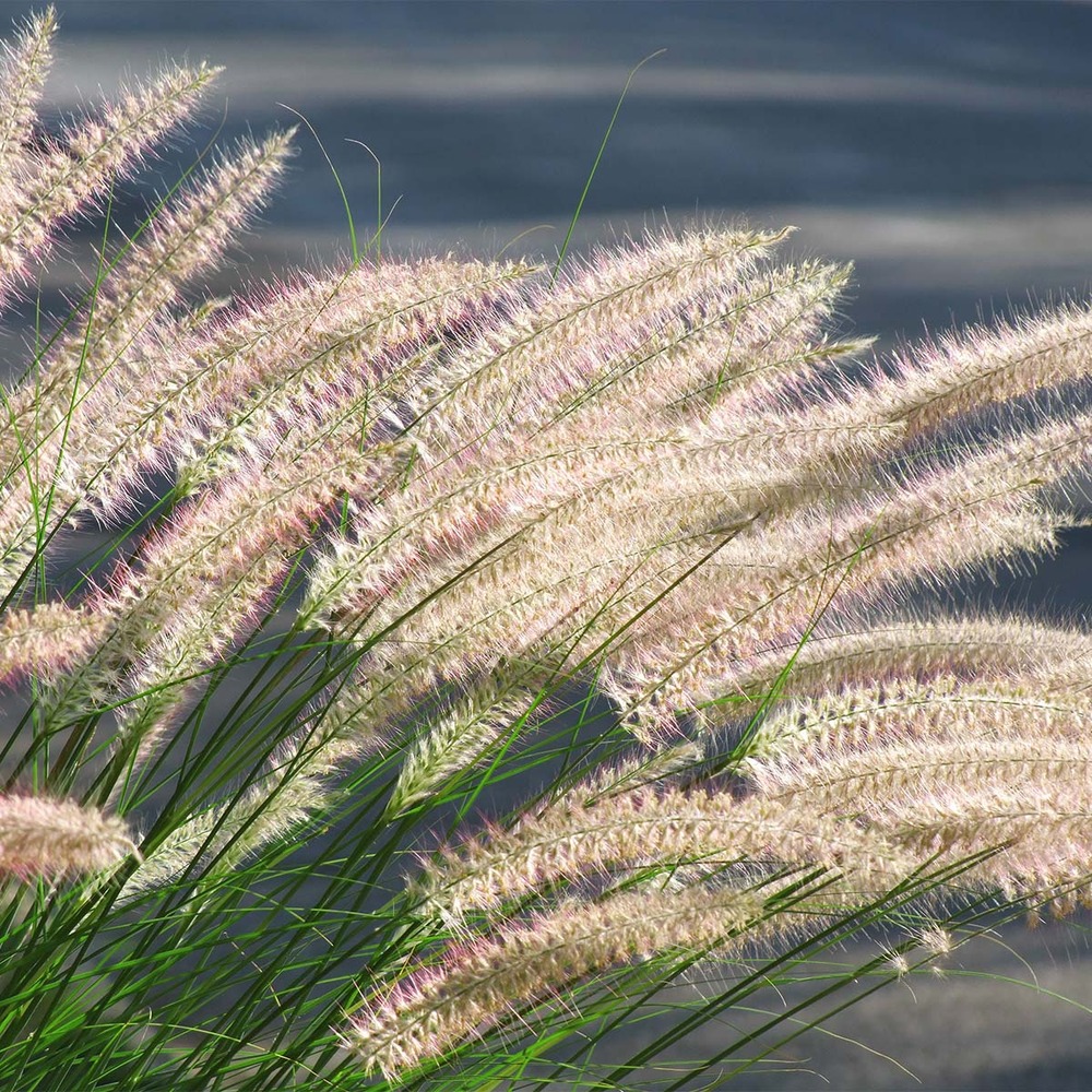 2x pennisetum 'hameln' - herbe à abat-jour - graminées ornementales - rustique - ⌀13 cm - ↕15-20 cm