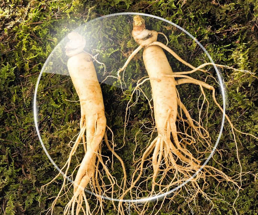 BOTO - Koreaanse rode ginseng extract pure stick goud