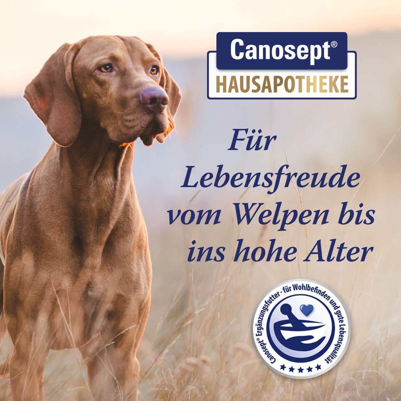 ARDAP Canosept Gelenktabletten 20x1 Stück
