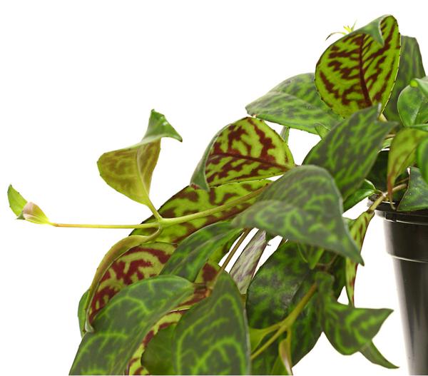 Gefleckte Sinnblume - Aeschynanthus