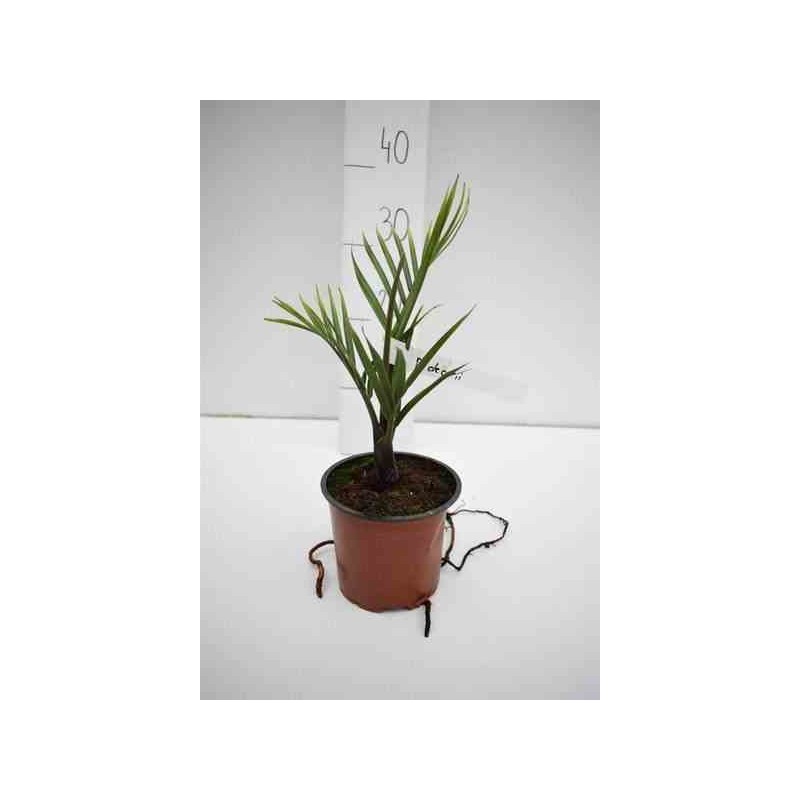 Dypsis decaryi (palmier trièdre) vert - taille pot de 80l - 150/175cm