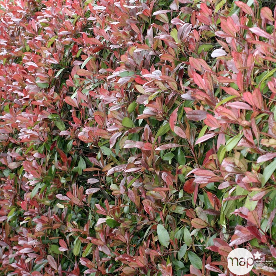 Photinia x fraseri 'Red Robin' : C35/50 17/200