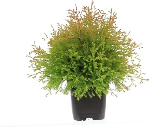 Levensboom (Thuja occidentalis 'Golden Globe') D 17 H 15 cm