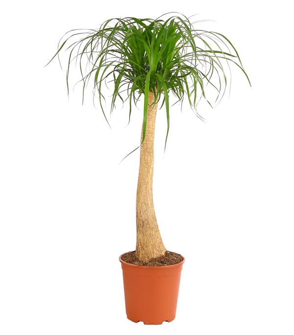 Elefantenfuß - Beaucarnea recurvata