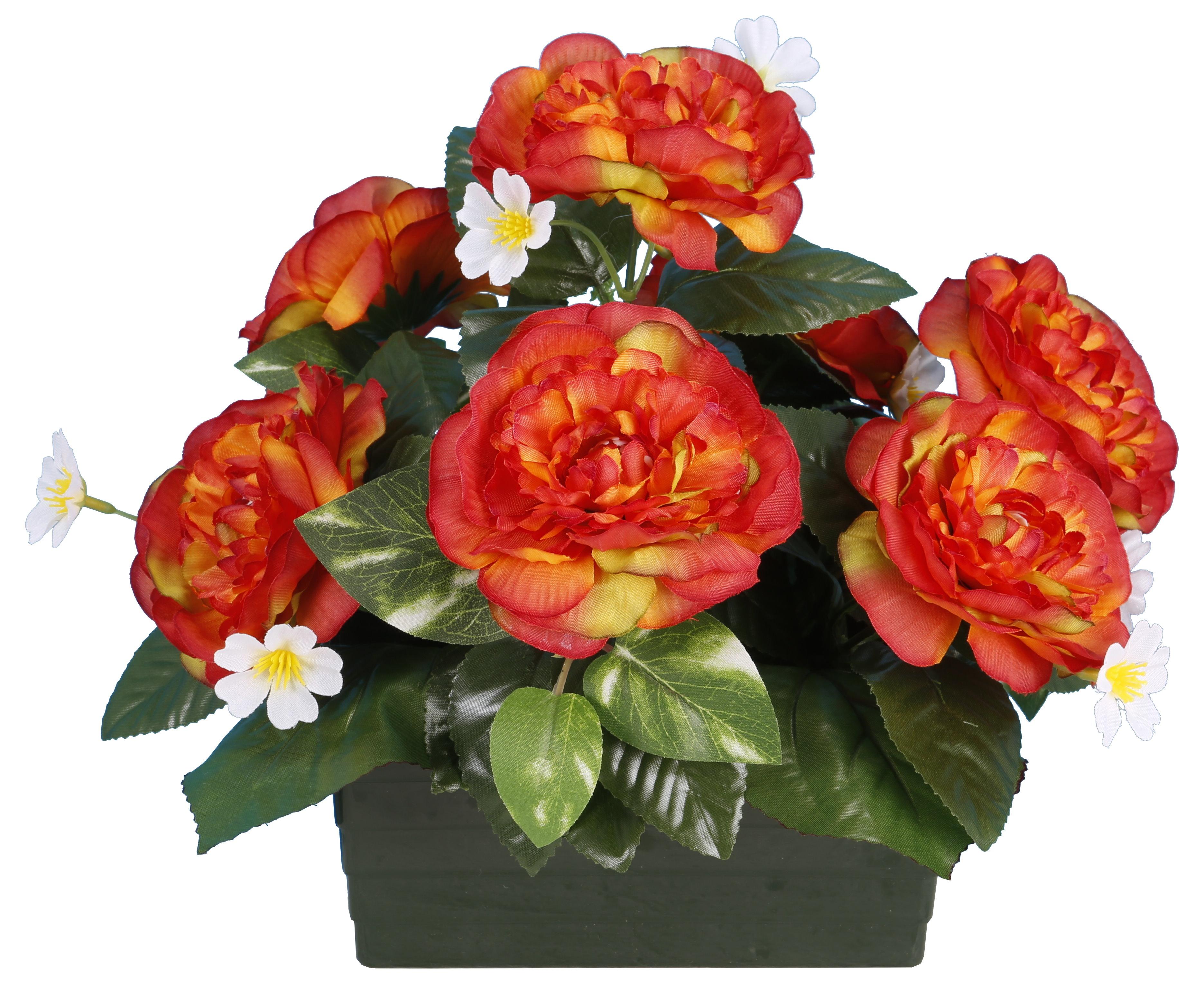 JARDINIERE CAMELIAS