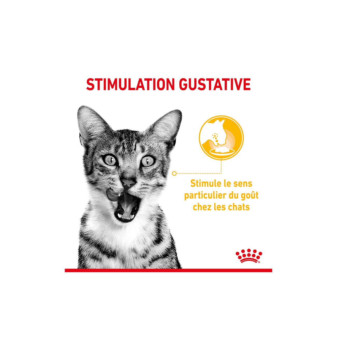 ROYAL CANIN Sensory Smell Taste Feel Multipack in Soße 12x85 g