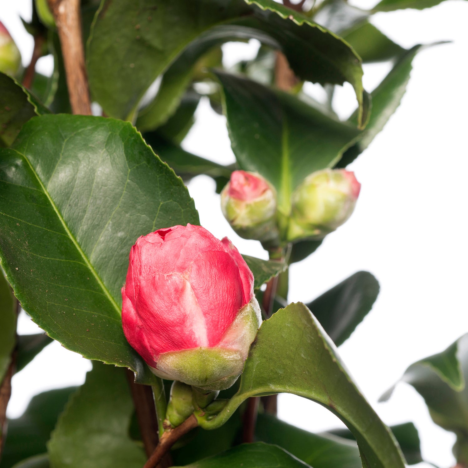 Japanse Roos (Camellia japonica) D 15 H 40 cm