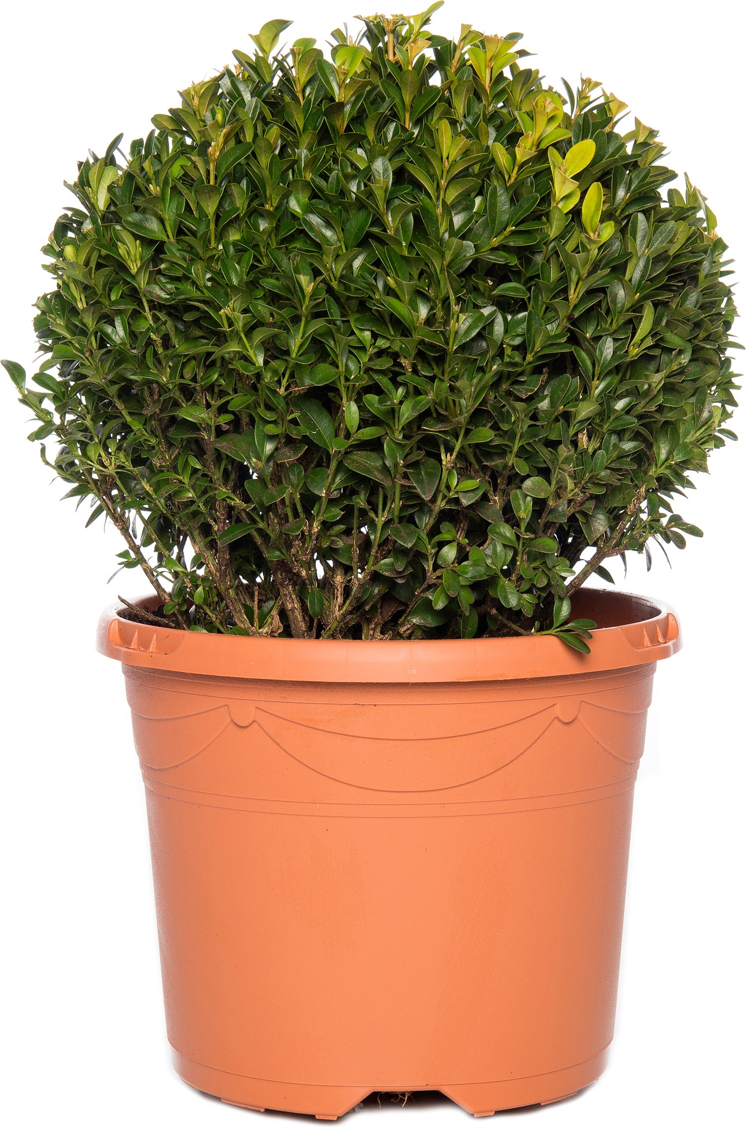 Buxus bolvorm (Buxus sempervirens) D 19 H 20 cm