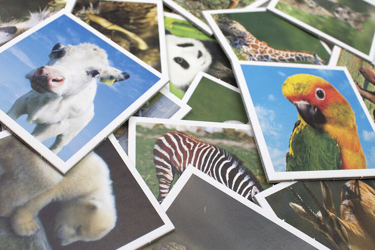 Diverse spil Tactic Memo Animal Babies