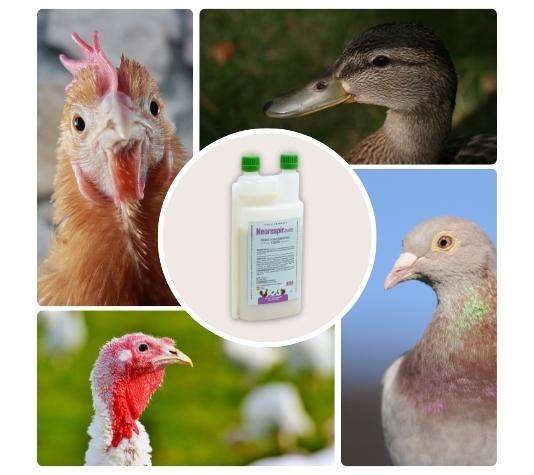Neorespir 250 ml - Expectorante preventivo para doenças respiratórias em aves - Mucolítico para galinhas