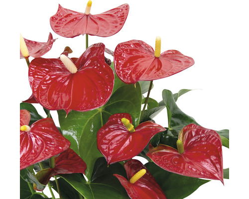 Flamingobloem/anthurium, rood, FloraSelf Anthurium andreanum, H 55-60 cm, Ø 17 cm pot