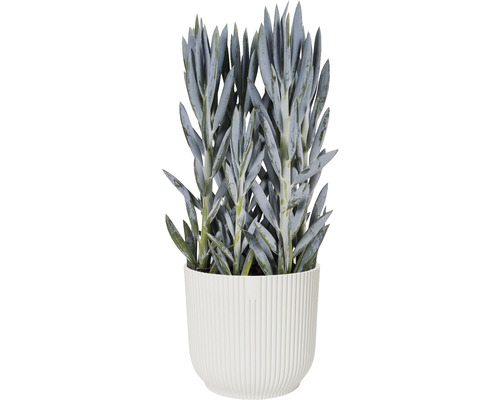 Elho Vibes opvouwbare plantenbak, kunststof, Ø 14,1 cm, H 12,9 cm, zijdewit