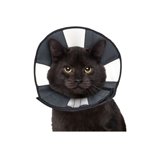 ZenPet Zen Collar