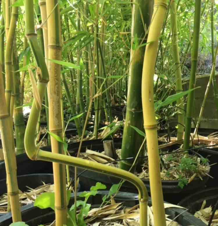 Phyllostachys aureosulcata taille pot de 2 litres - 30/50 cm