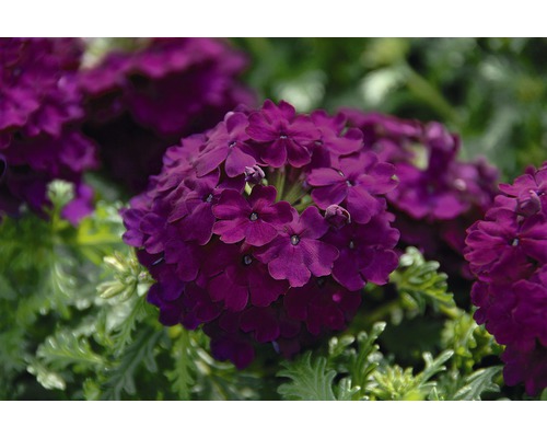 Verbena, Vervain FloraSelf Verbena x Hybrida Ø 10,5 cm pot