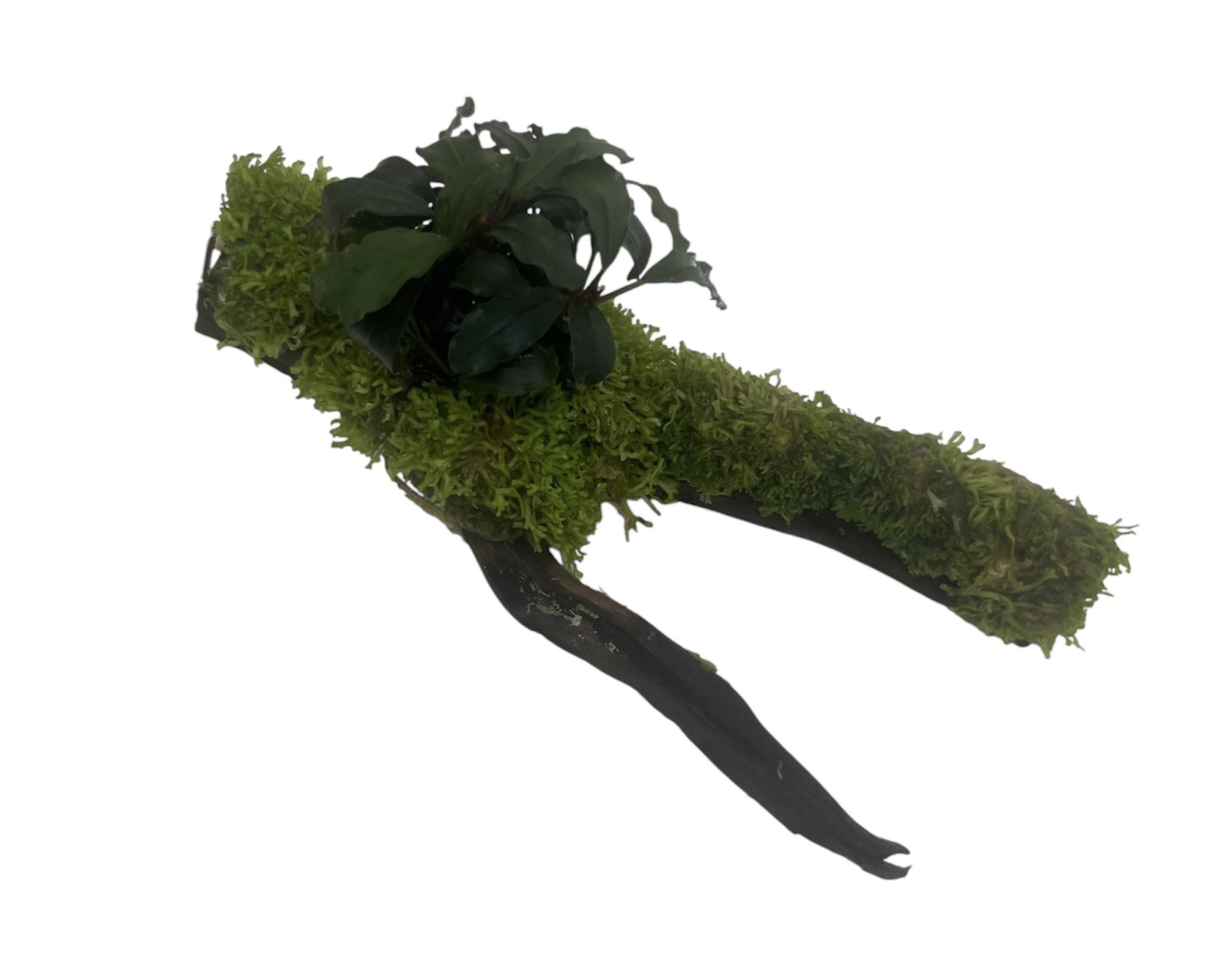 AQXL Selected Driftwood met Beplanting op Zuignap NR1
