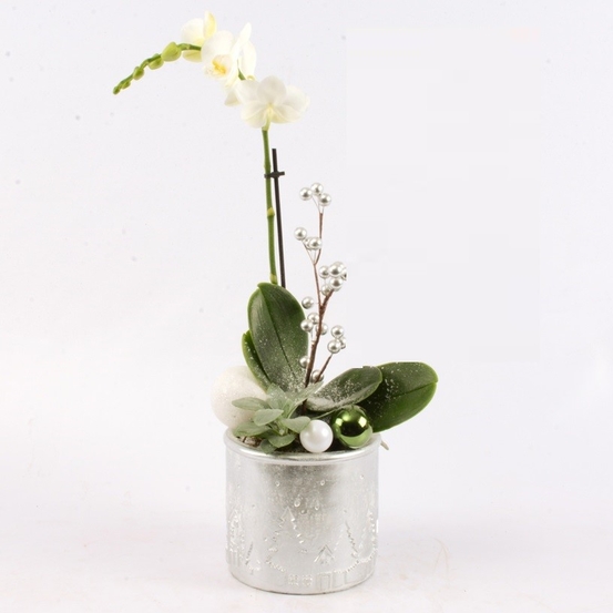 Compo de noël avec Orchidée phalaenopsis 1 tige - pot D15cm
