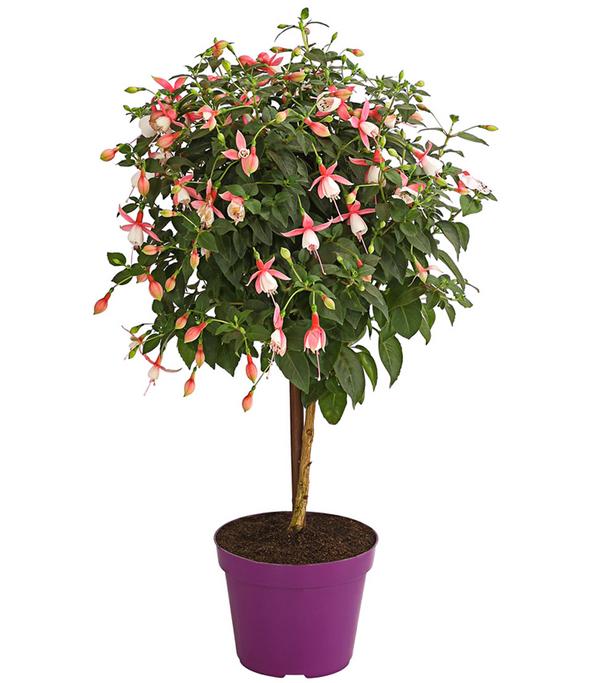 Fuchsie, Stämmchen, verschiedene Sorten