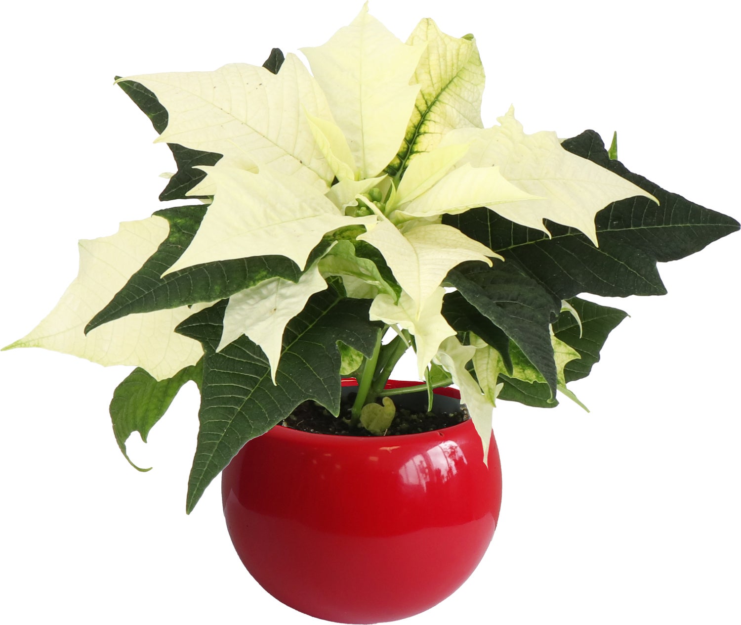 Arrangement Kerstster in magneetpotje rood D 6 H 15 cm