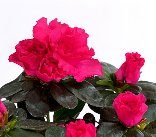 Zimmerazalee - Rhododendron simsii,