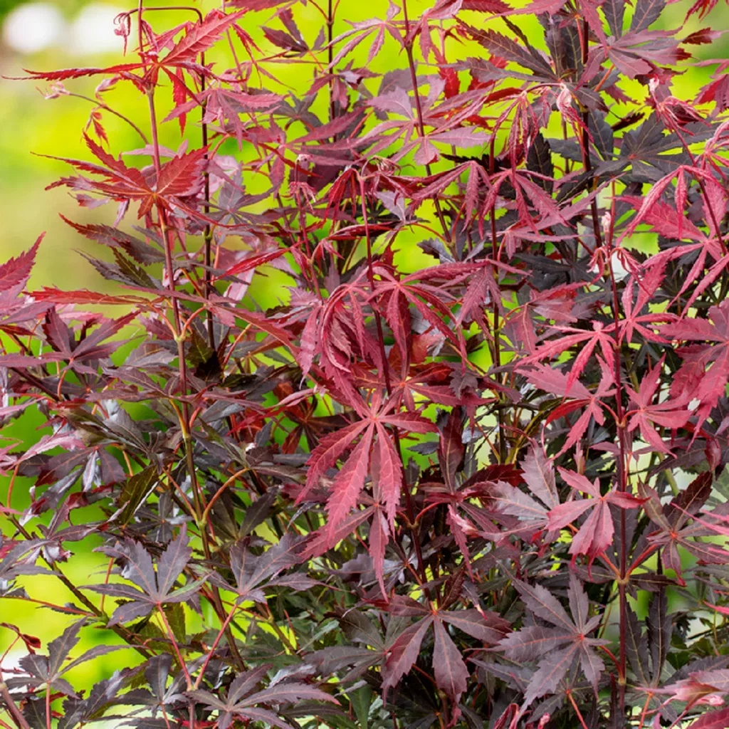 Acer palmatum 'Sumi-nagashi' Japansk lønn 'Sumi-nagashi' Høyde 125 cm