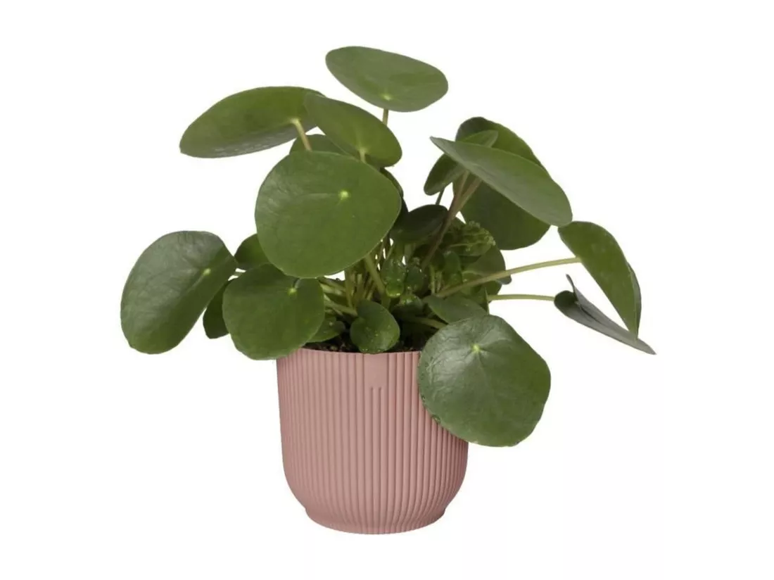 Pot de fleurs Rond VIBES - Plastique - Ø 22 - Rose poudré