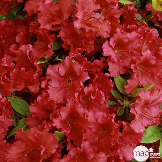 Azalea japonica 'Red Wing': 7.5 litres (rouge soutenu)