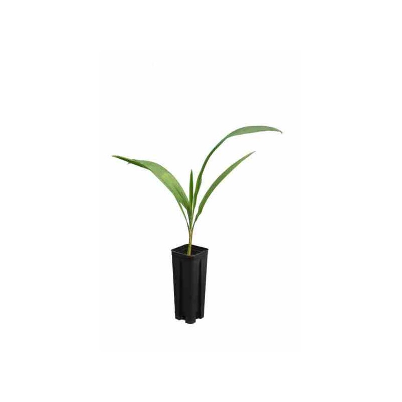 Syagrus romanzoffiana sp. 'santa catarina (syn. Arecastrum r.) taille pot de 25l - 200-225cm