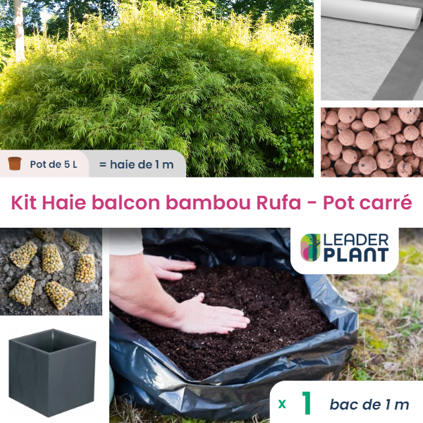 Kit bambou rufa en pot de 5 l avec bac pour balcon