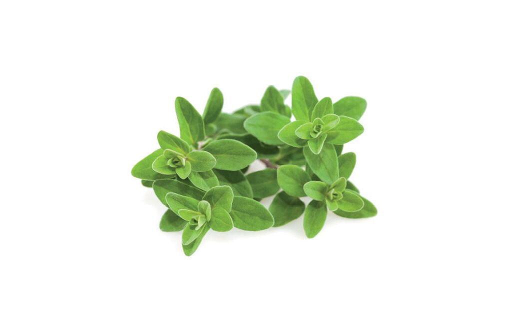 Samen MajoranNachfüllpackung zum Smart Herb Garden