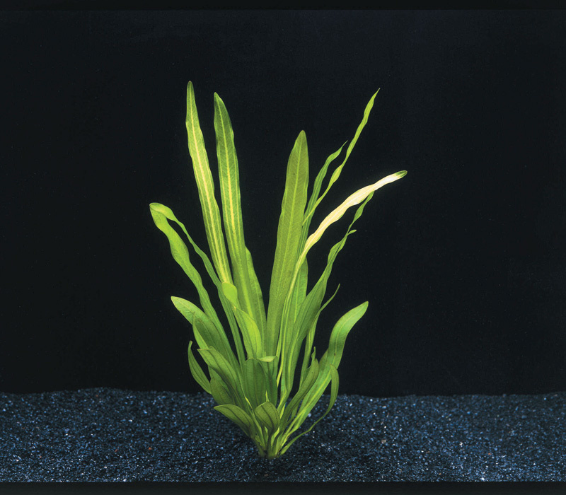 Waterplant Echinodorus Uruguayensis - Extra Groot