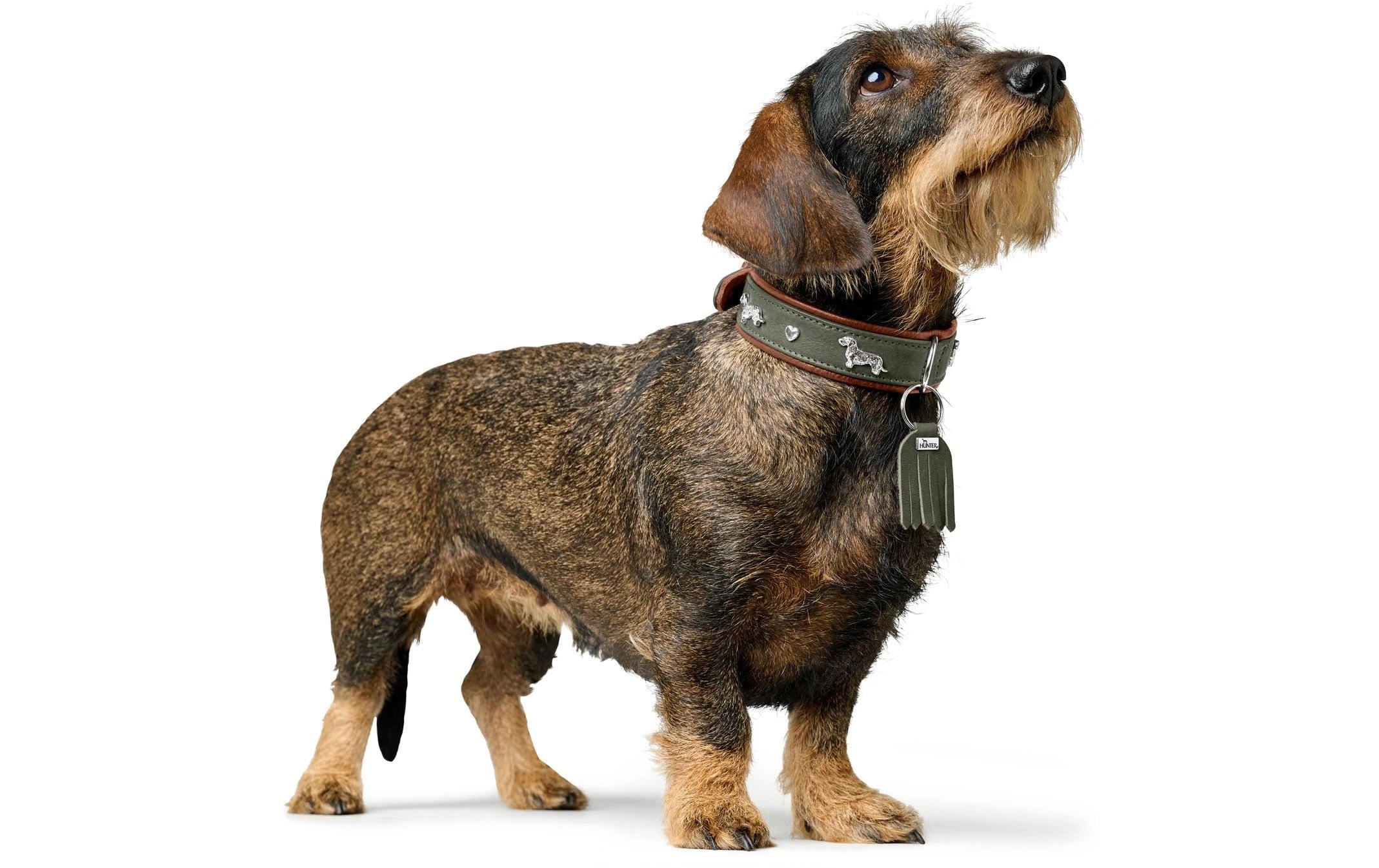 Teckel-Halsband München 37/XS-S, Rindsleder, Grün/CognacKlassisches Halsband für Hunde mit auffälligen Dackel-Besätzen