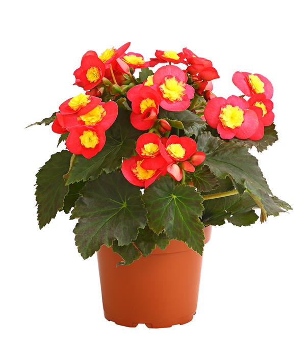 Begonie - Begonia 'Valentino'