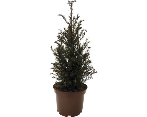 Taxus FloraSelf Taxus baccata H 40-50 cm Co 5 L