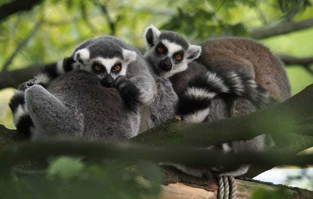 Fotokurs durch den Allwetter-Zoo Münster als Geschenk