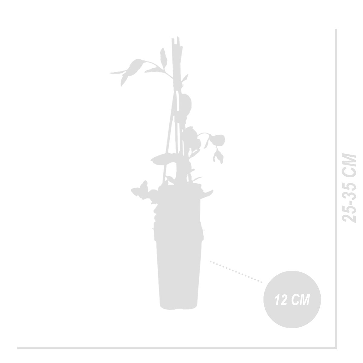 Bloomique – Lonicera Heckrottii Goldflame – Kamperfoelie – Rood, Geel – Klimplanten – Tuinplanten – Winterhard – Potmaat 15 cm – Hoogte 70–80 cm