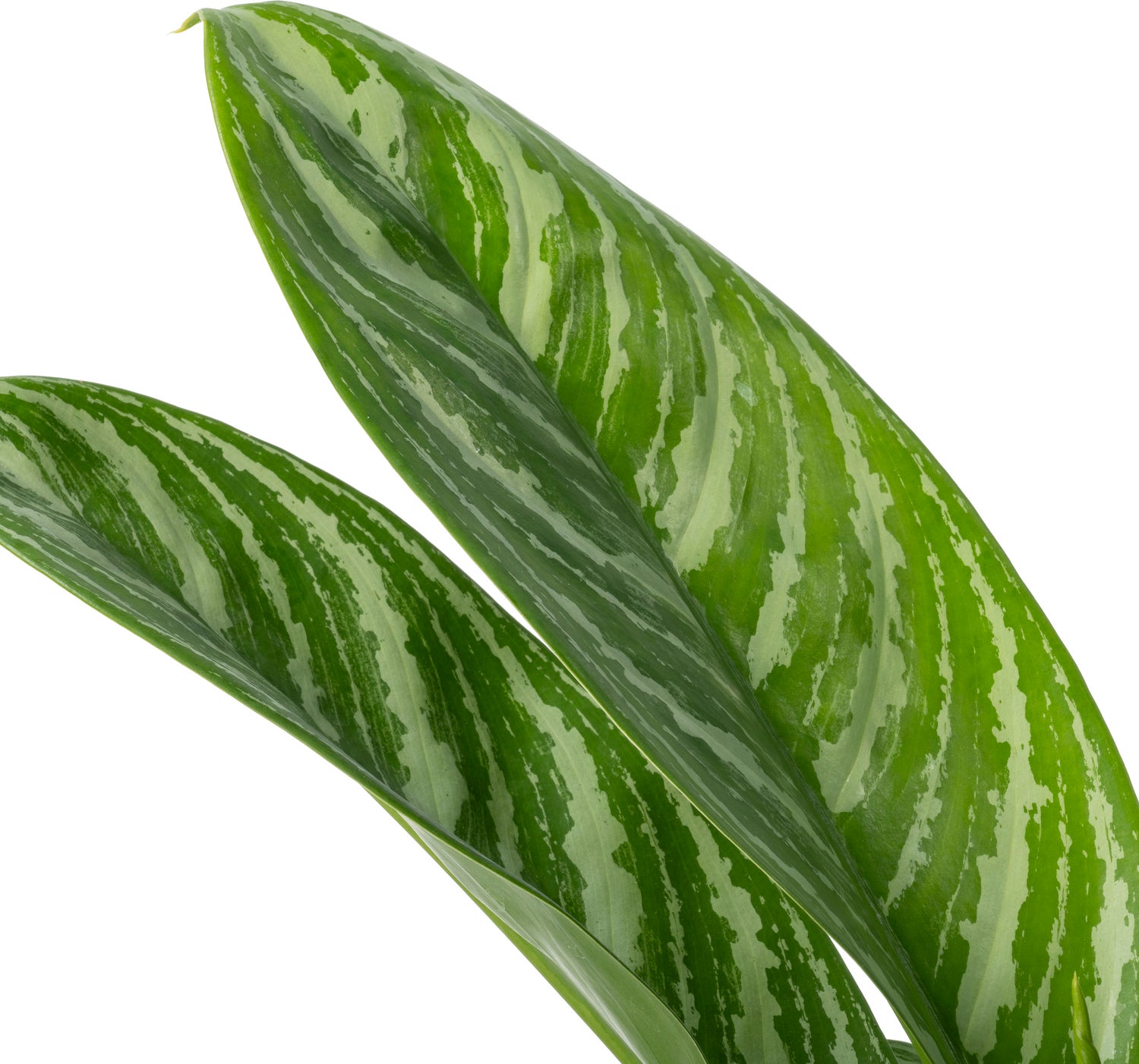 Aglaonema (Aglaonema 'Stripes') D 24 H 60 cm