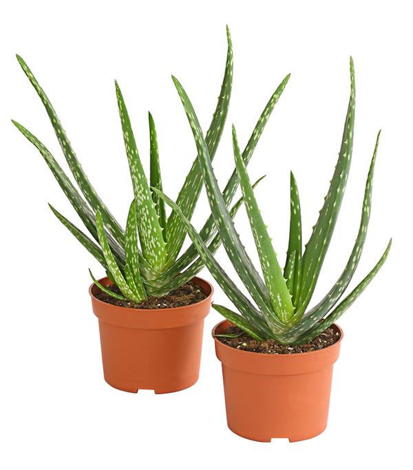 Echte Aloe-Set - Aloe vera