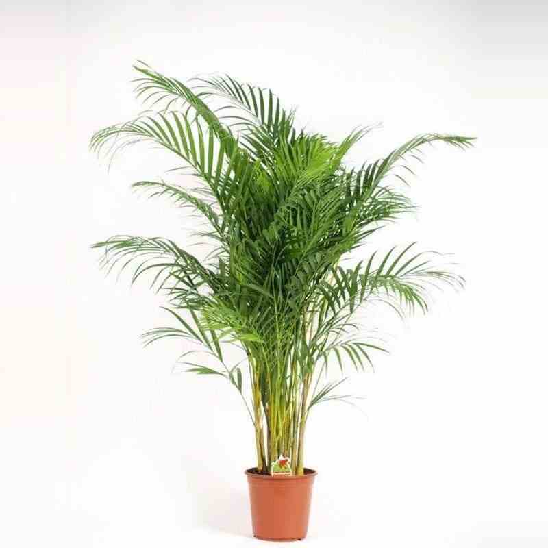 Chrysalidocarpus lutescens (aréca, palmier d'arec, palmier doré) taille pot de 7 litres ? 80/100 cm