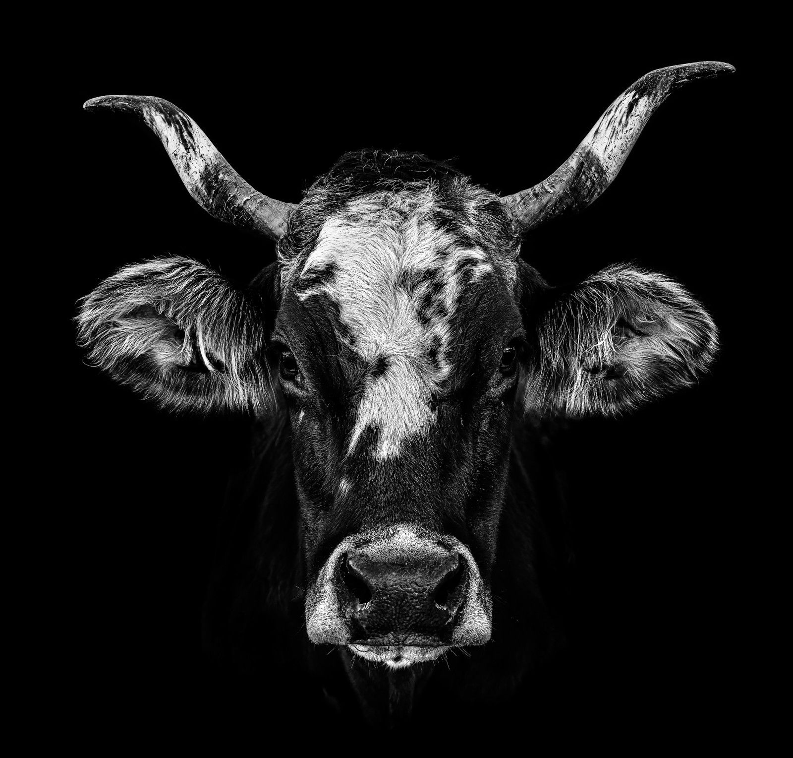 Ulana by Claudio Gotsch - Limited Edition. Edition of: 150. Signed.