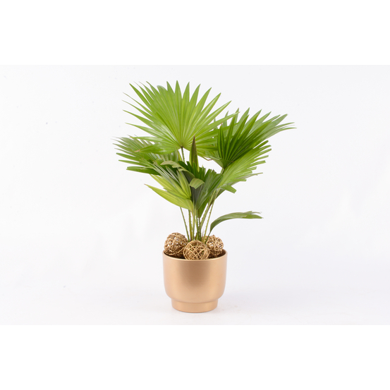 Compo de noël avec Livistona - pot déco D15cm