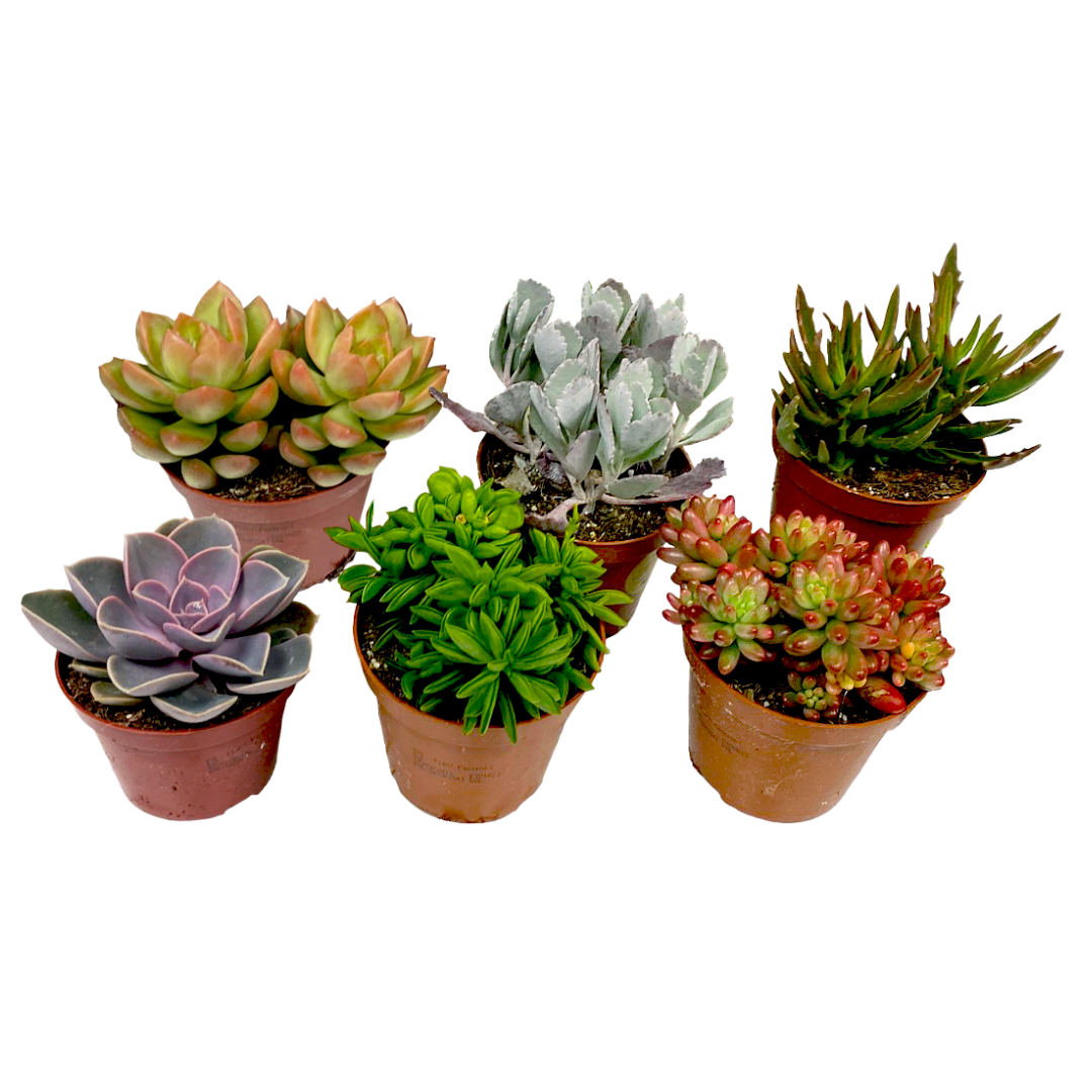 Mini succulent - mélange de 6 pièces de succulentes - pot 5,5cm - hauteur 5-10cm