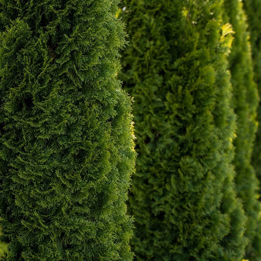 Thuja occidentalis 'Smaragd' Tuja 'Smaragd' Høyde 180 cm