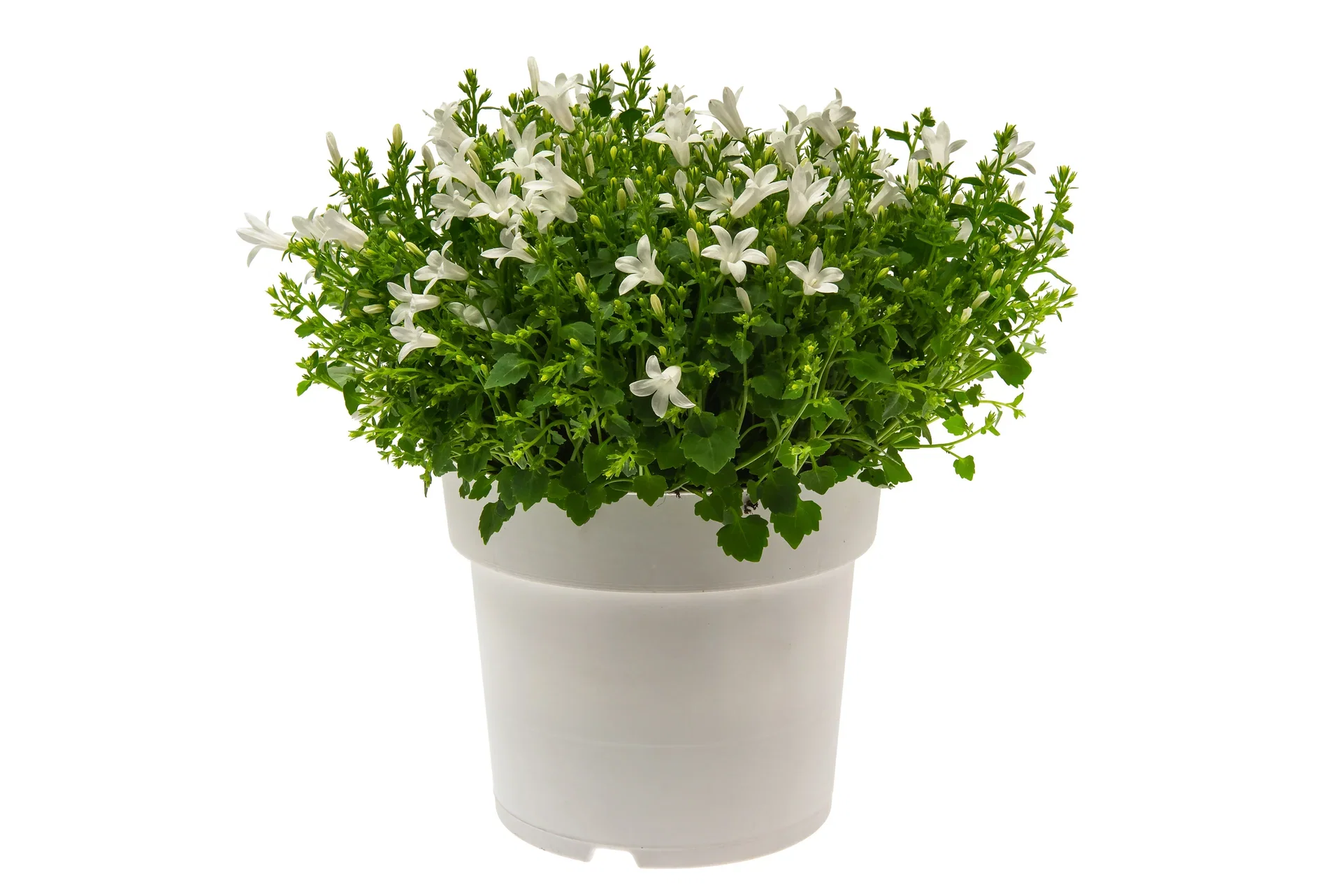 Campanula portenschlagiana WHITE GET MEE ('Pkmp03') Krypklokke 'Get Mee' Ø17 cm