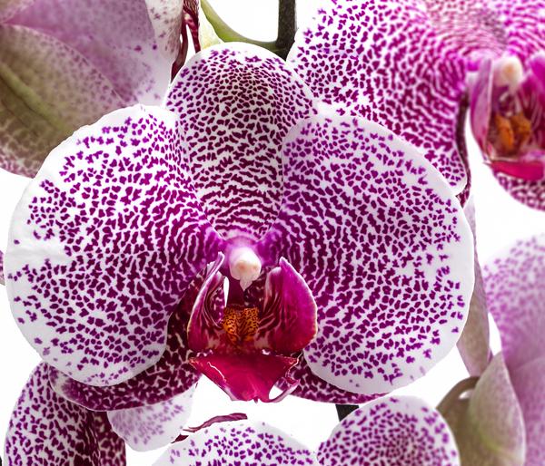 Schmetterlingsorchidee - Phalaenopsis