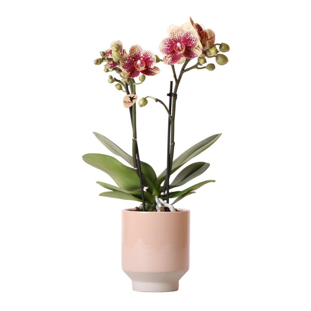 Orchidées colibri | orchidée phalaenopsis jaune rouge - espagne + pot décoratif harmony sable - taille du pot 9cm - 40cm de haut
