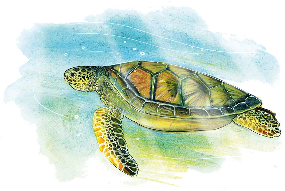 SUR LES TRACES DE DARWIN
